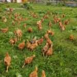 Chickens