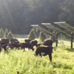 cows & solar panels