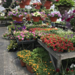 greenhouse