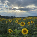 sunflowers