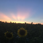 sunflowers sunset