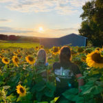 sunflwoers L and D