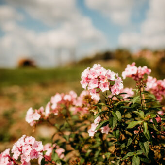 Photo Gallery