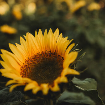 Photo Gallery