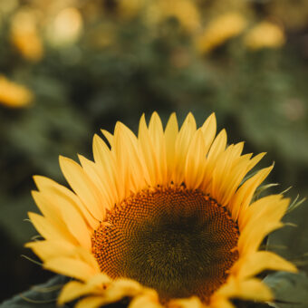 Photo Gallery