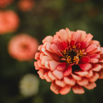 Photo Gallery