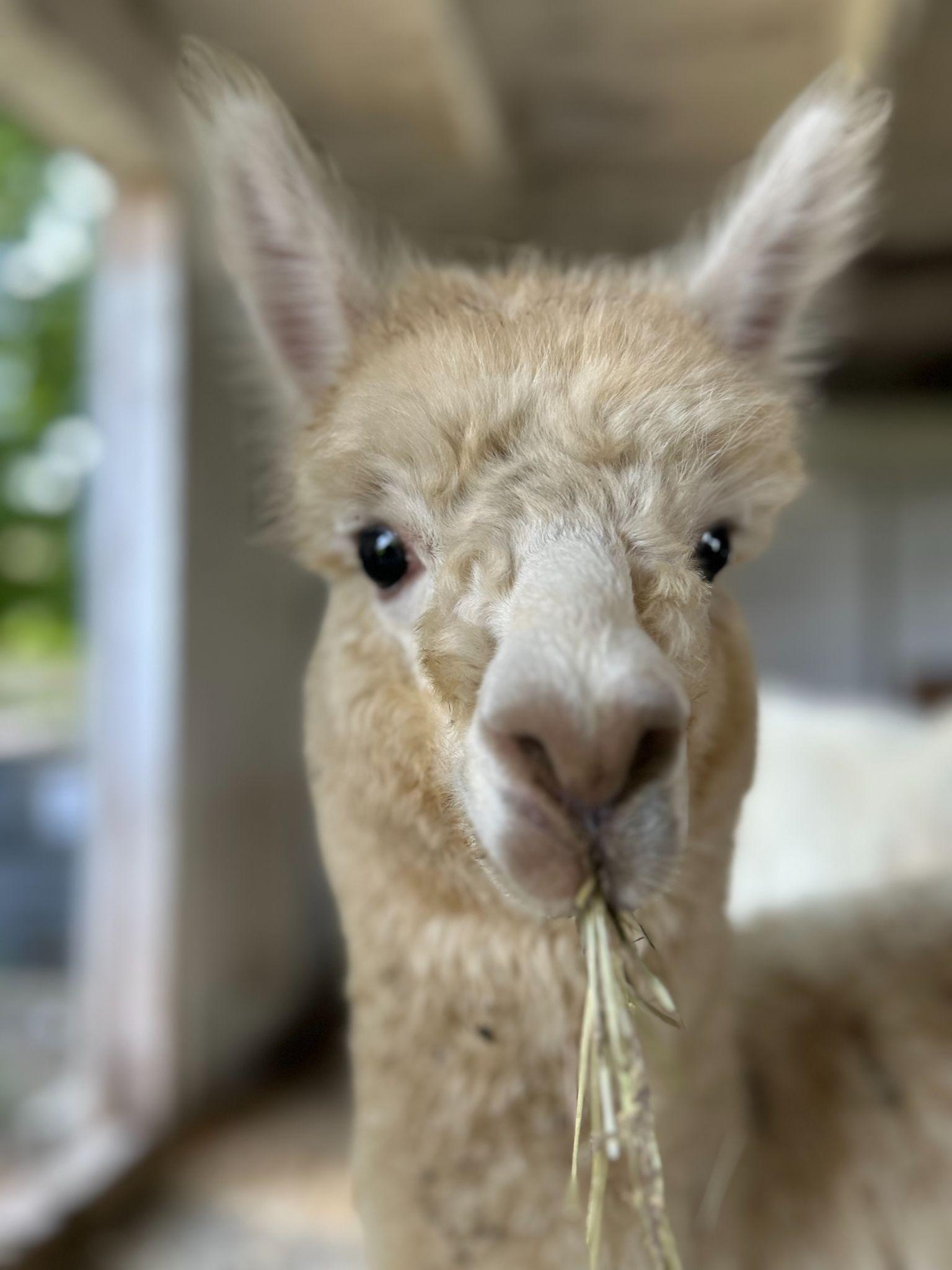 An alpaca in the animal barn