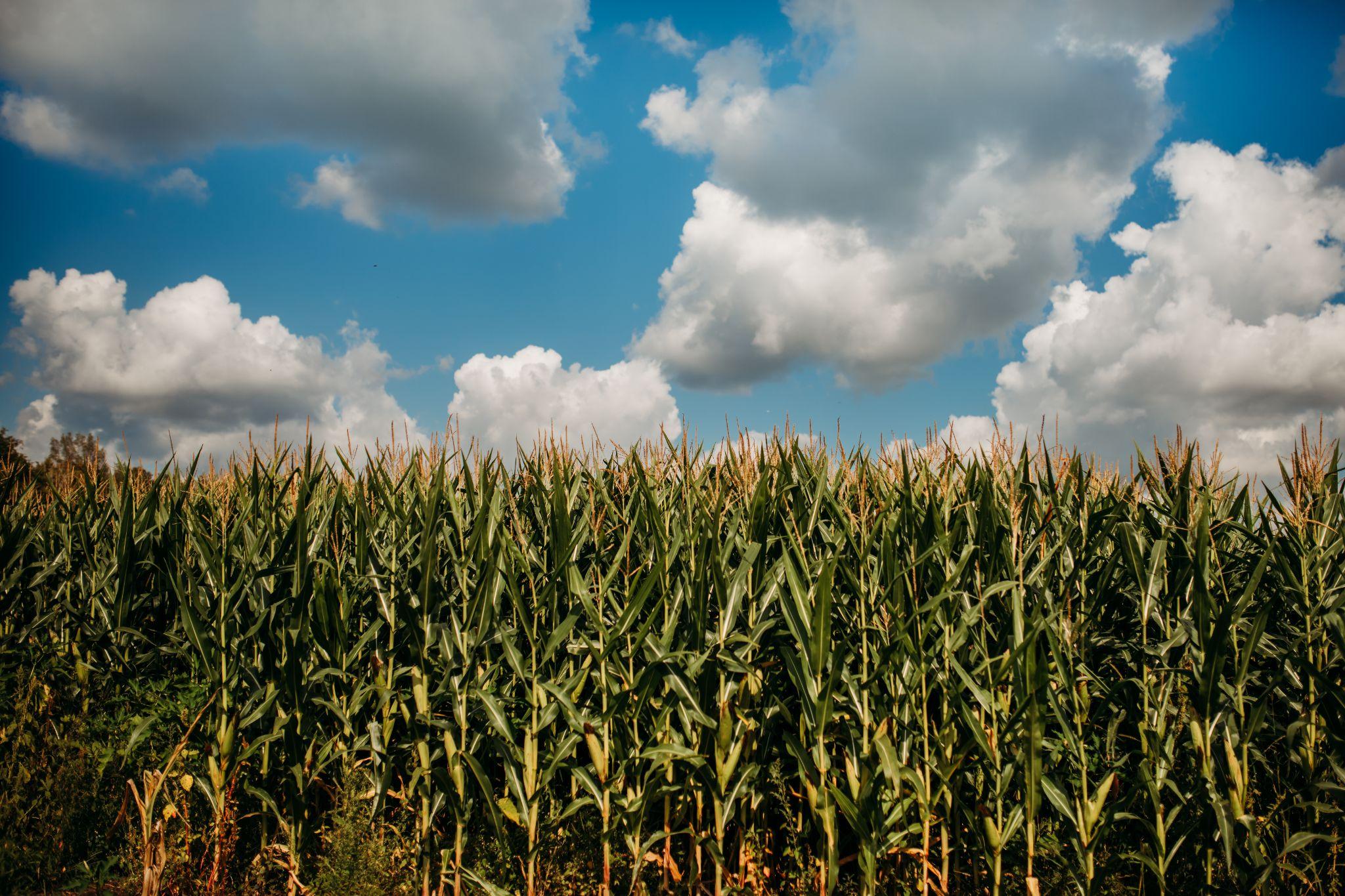 The corn standing tall under a blue sky