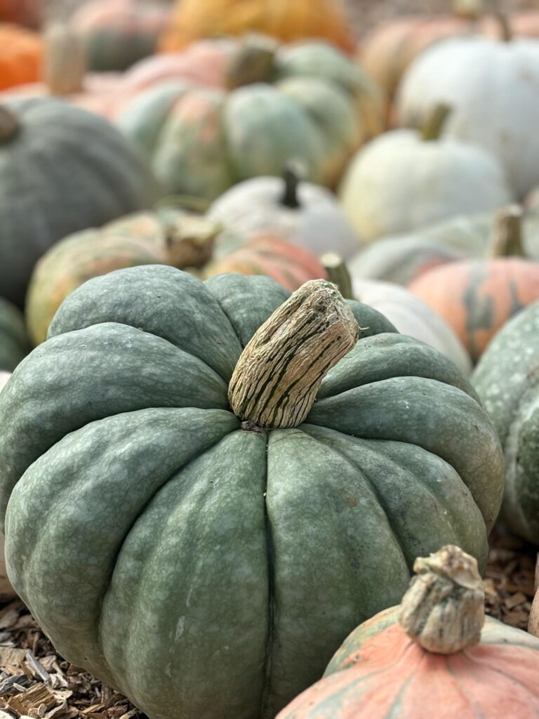 Blue and green heirloom pumpkins