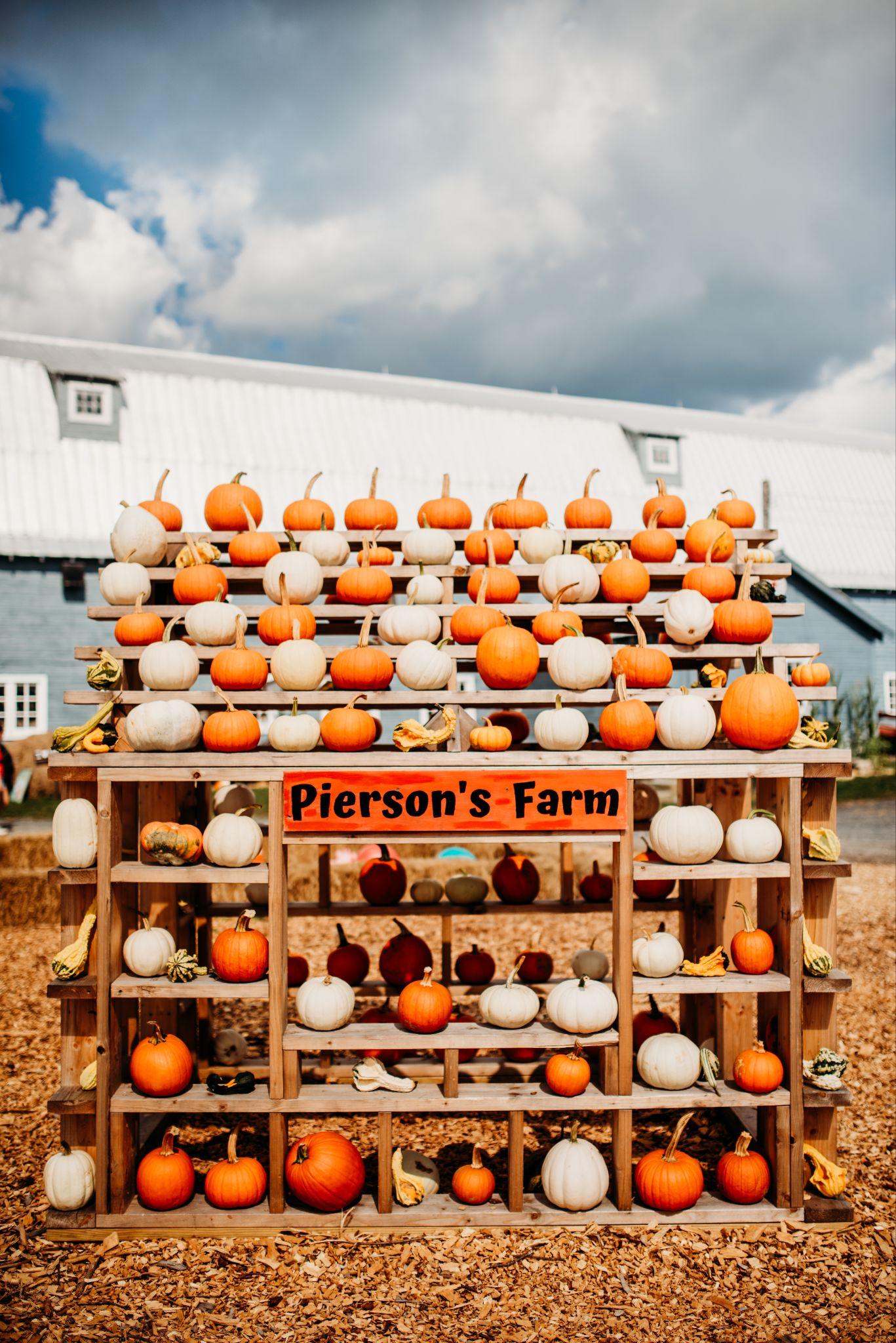 The Pumpkin House: a wooden rack stacked with pumpkins and gourds under a Pierson's Farm sign, the barn behind