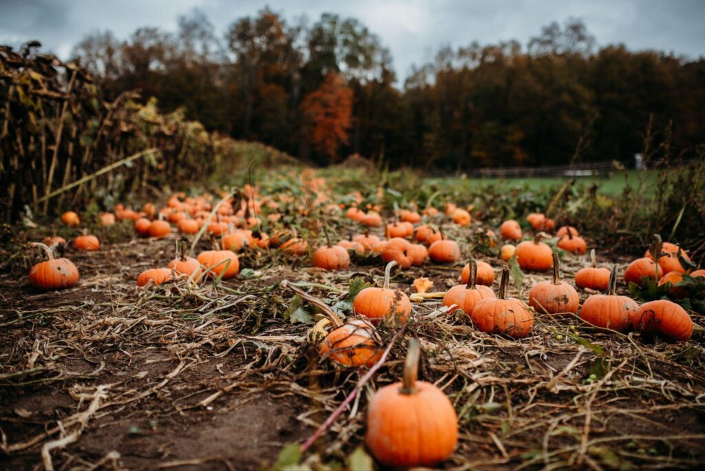 Pumpkins on the vine in the patch