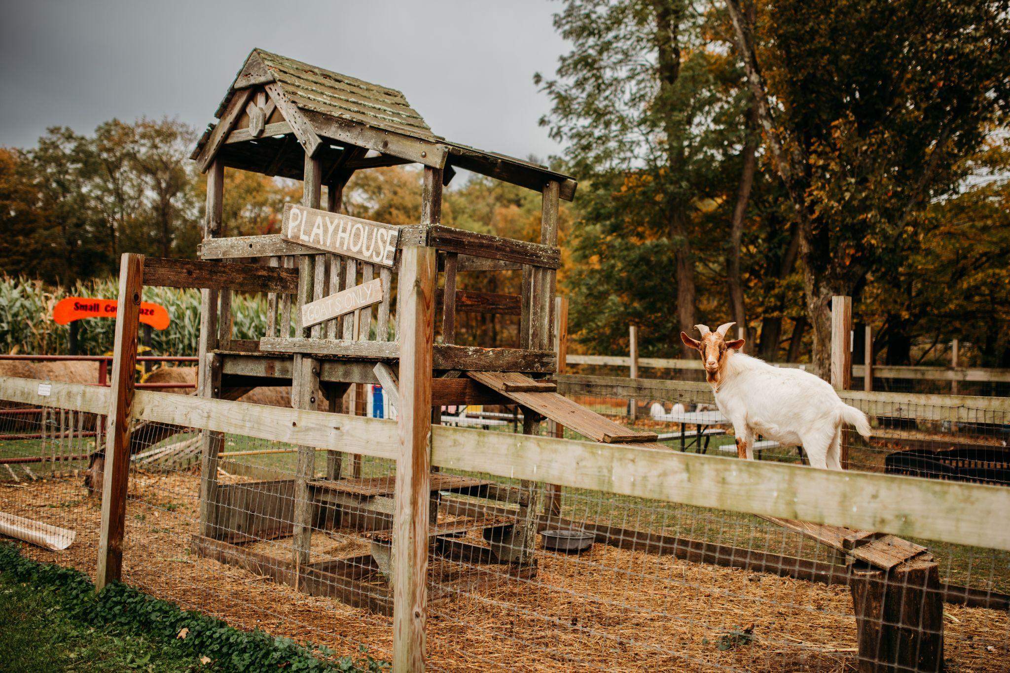 A goat on the ramps of the goat playhouse
