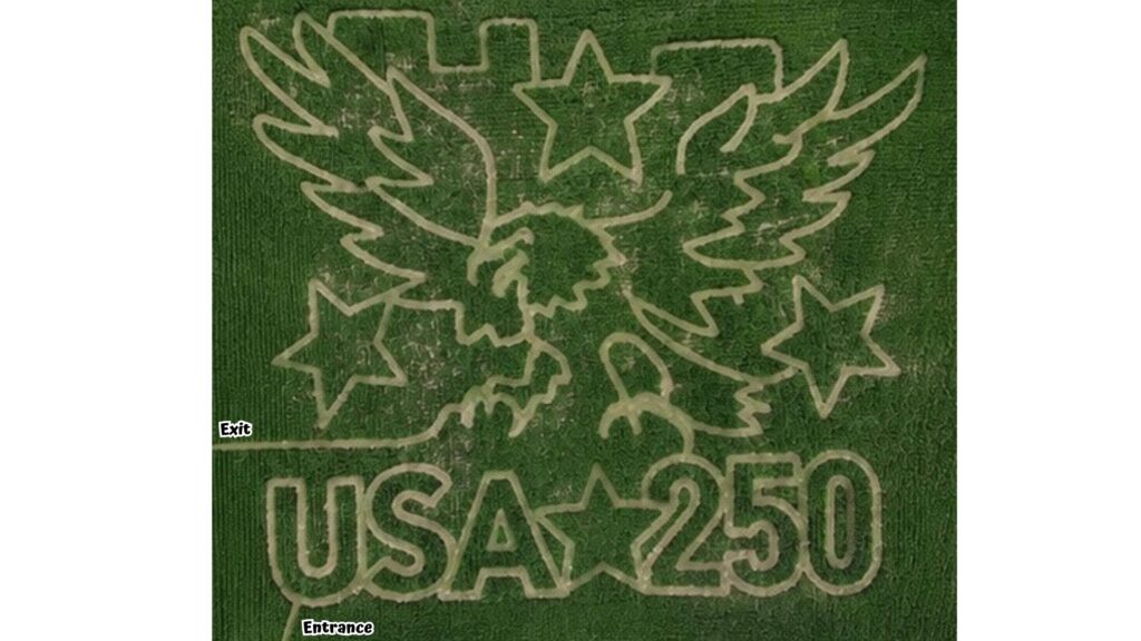 Aerial view of the 2026 large corn maze: an eagle, stars, and USA 250 cut into the corn